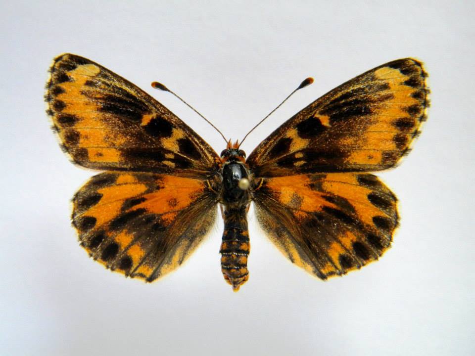Melitaea didyma (cold shock abberant) 3 (Internet Image property of respective owner, non-commercial use only)